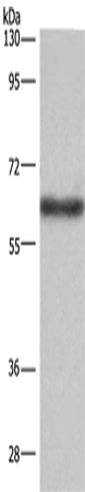 Rabbit Polyclonal Antibody to SIGLEC5