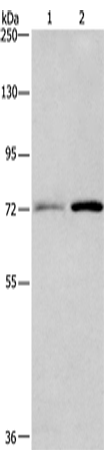 Rabbit Polyclonal Antibody to BCAM