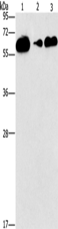 Rabbit Polyclonal Antibody to CD27