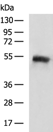 Rabbit Polyclonal Antibody to SIGLEC9