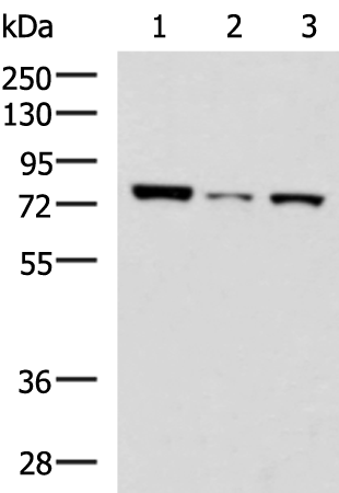 Rabbit Polyclonal Antibody to CD33