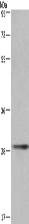 Rabbit Polyclonal Antibody to CD40LG
