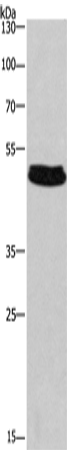 Rabbit Polyclonal Antibody to SEPTIN7