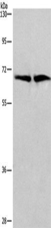 Rabbit Polyclonal Antibody to CDK5RAP3