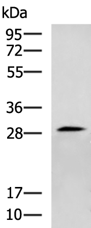 Rabbit Polyclonal Antibody to CENPH