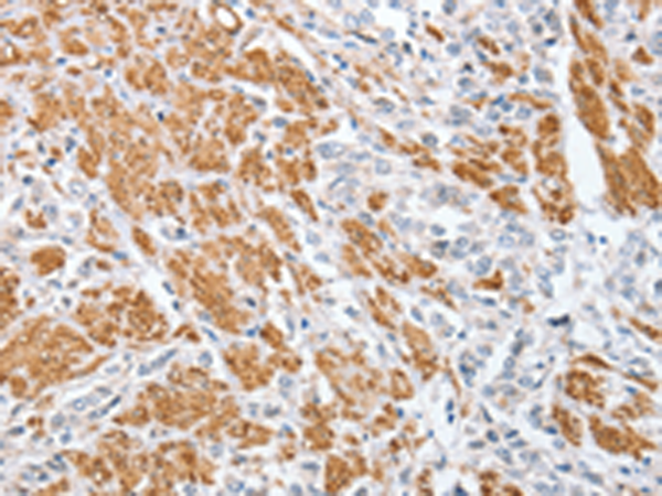 Rabbit Polyclonal Antibody to CENPC