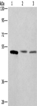 Rabbit Polyclonal Antibody to CEP55