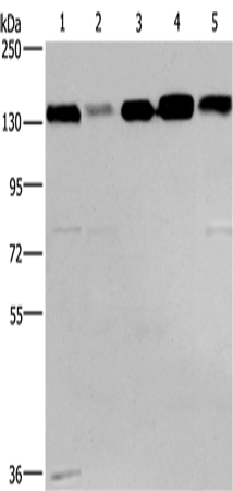 Rabbit Polyclonal Antibody to CEP97