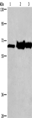 Rabbit Polyclonal Antibody to CHDH
