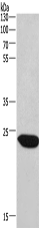 Rabbit Polyclonal Antibody to CHMP1A