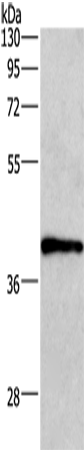 Rabbit Polyclonal Antibody to WNT3A