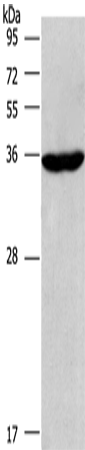 Rabbit Polyclonal Antibody to CIAPIN1