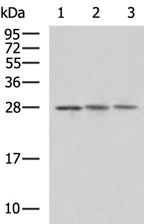 Rabbit Polyclonal Antibody to CIDEC