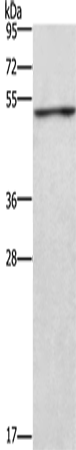 Rabbit Polyclonal Antibody to CKMT2