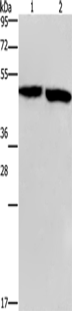 Rabbit Polyclonal Antibody to CLUAP1