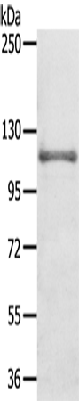 Rabbit Polyclonal Antibody to CNTROB