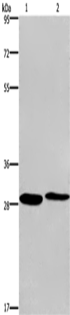 Rabbit Polyclonal Antibody to CPSF4