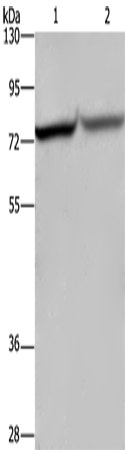 Rabbit Polyclonal Antibody to REL