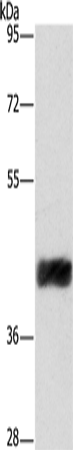 Rabbit Polyclonal Antibody to CRELD2