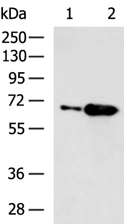Rabbit Polyclonal Antibody to CROT