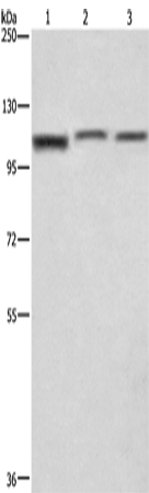 Rabbit Polyclonal Antibody to MIA2