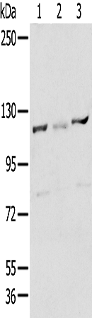 Rabbit Polyclonal Antibody to RBBP8