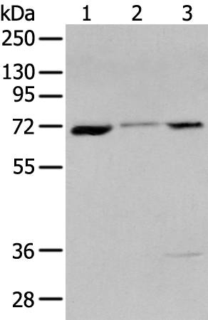 Rabbit Polyclonal Antibody to CTNNBL1
