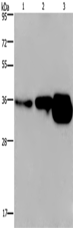 Rabbit Polyclonal Antibody to CUEDC2