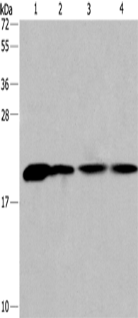 Rabbit Polyclonal Antibody to PPIB
