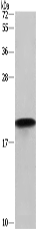 Rabbit Polyclonal Antibody to PPIF