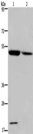 Rabbit Polyclonal Antibody to CYP27A1