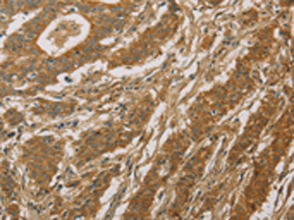 Rabbit Polyclonal Antibody to CYP39A1
