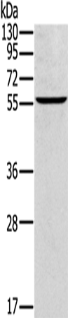 Rabbit Polyclonal Antibody to CYP21A2