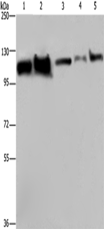 Rabbit Polyclonal Antibody to HSPA4