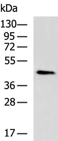 Rabbit Polyclonal Antibody to CCN1