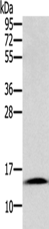 Rabbit Polyclonal Antibody to CST2