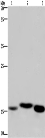 Rabbit Polyclonal Antibody to CYB5A