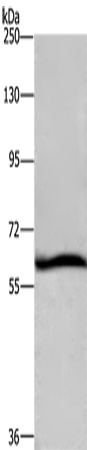 Rabbit Polyclonal Antibody to DCP1A