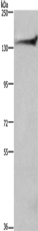 Rabbit Polyclonal Antibody to DCTN1