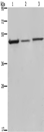 Rabbit Polyclonal Antibody to DCTN2