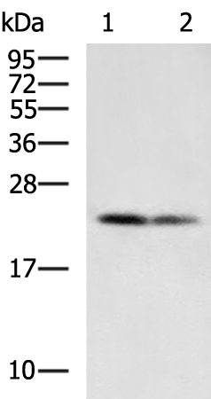 Rabbit Polyclonal Antibody to DDIT4