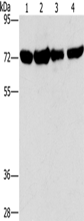 Rabbit Polyclonal Antibody to DEPDC1