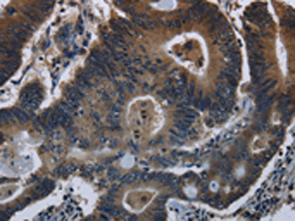 Rabbit Polyclonal Antibody to DHCR7