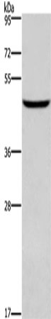 Rabbit Polyclonal Antibody to DMRT3