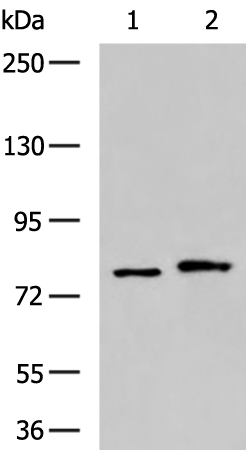 Rabbit Polyclonal Antibody to DNM1L