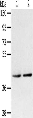 Rabbit Polyclonal Antibody to DPF2