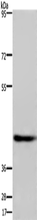 Rabbit Polyclonal Antibody to DRG1