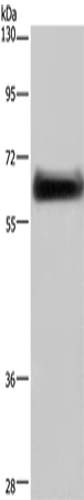 Rabbit Polyclonal Antibody to DPYSL3