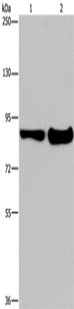 Rabbit Polyclonal Antibody to ECE1