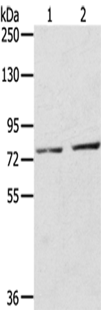 Rabbit Polyclonal Antibody to EEF1AKMT4